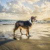 dog-friendly things to do in cornwall