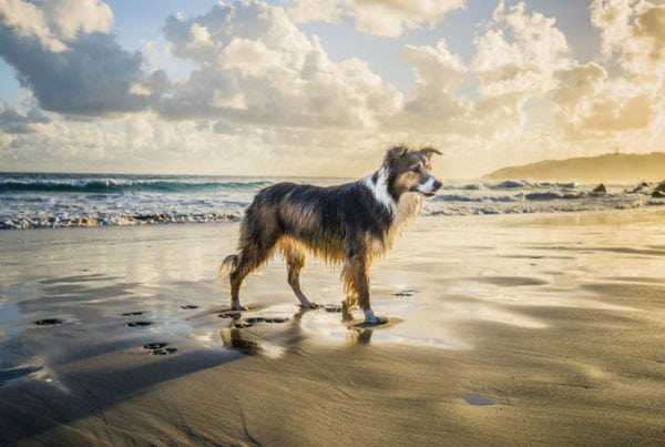 dog-friendly things to do in cornwall