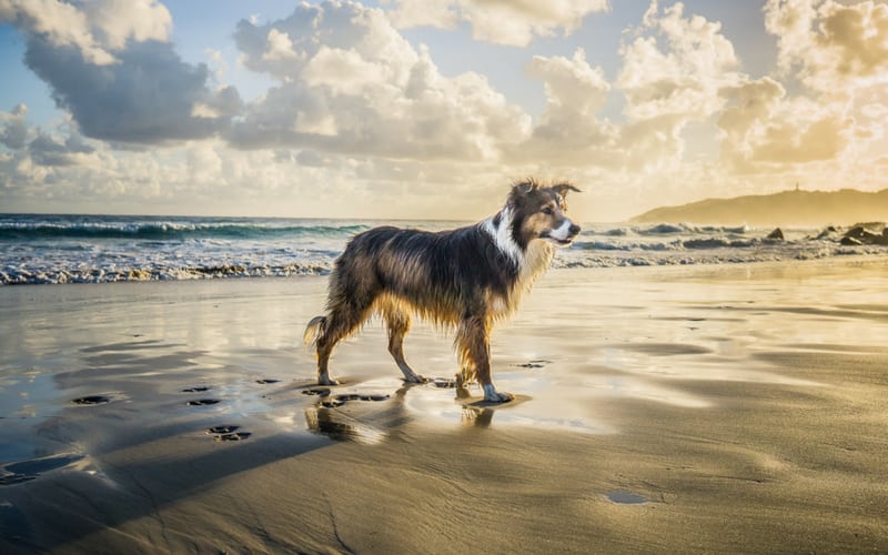 Exploring the Best Things to do in Cornwall with Dogs