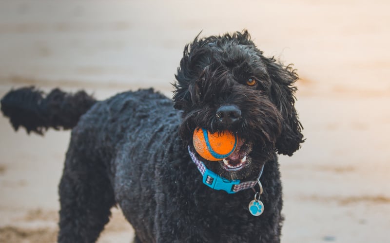 dog-friendly beaches in cornwall