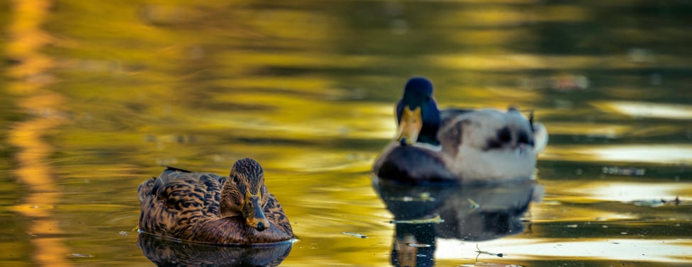 feeding the ducks in cornwall